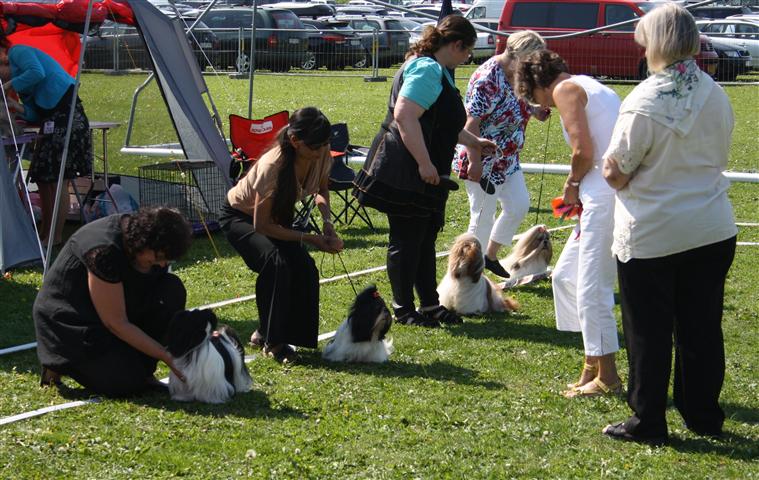 Shih Tzu Danmark